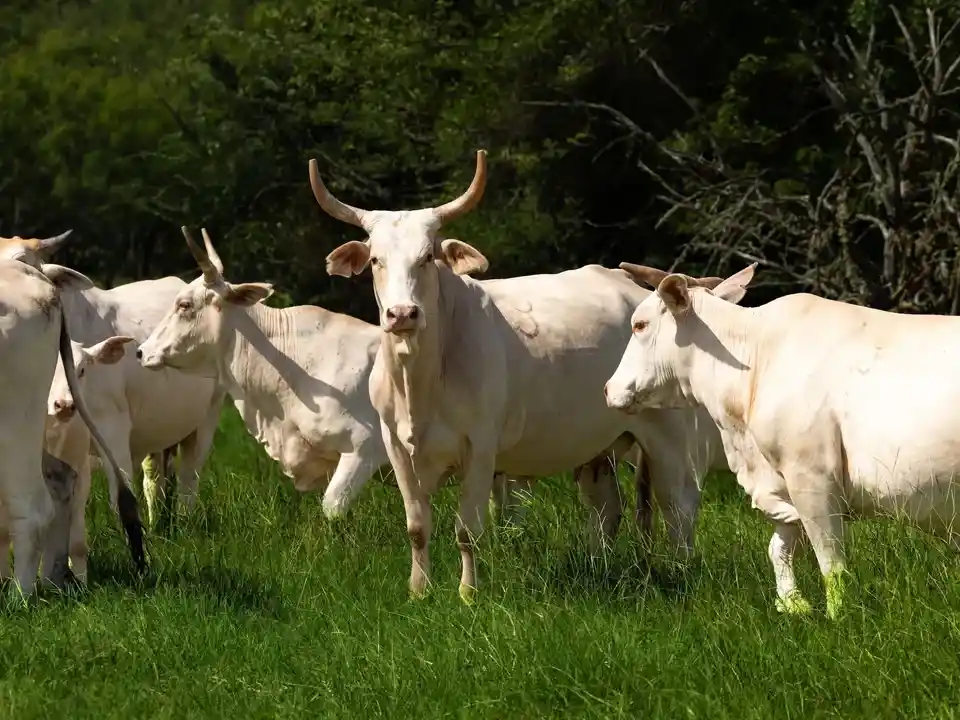 Brazos Sands Ranch | 1,136.26 Acres Ranch for Sale in Robertson County, Texas